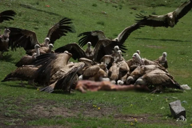 Sky Burial: A Sacred Rite of Passage ? A mystery or dark truth ?